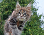 Кошки в Москве: Фифа котенок мейн-кун Девочка, 50 000 руб. - фото 4