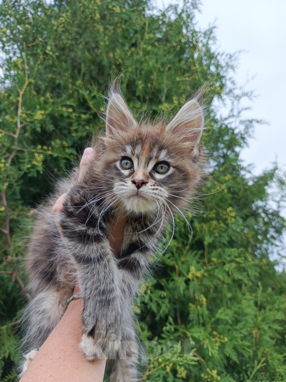 Кошки в Москве: Фифа котенок мейн-кун Девочка, 50 000 руб. - фото 4