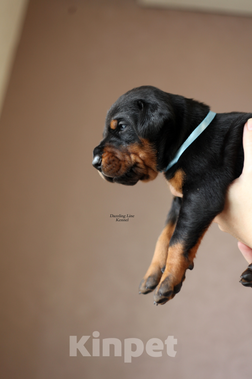 Собаки в Москве: Щенки добермана. Питомник РКФ Девочка, 120 000 руб. - фото 4