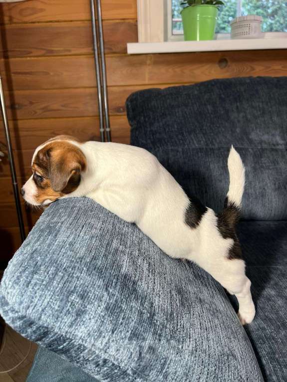 Собаки в Москве: Продается племенной  щенок джек рассел тер. 3  мес мальчик Мальчик, Бесплатно - фото 3