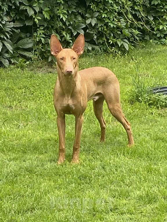 Собаки в других городах Московской области: Фараонова собака Мальчик, 25 000 руб. - фото 4