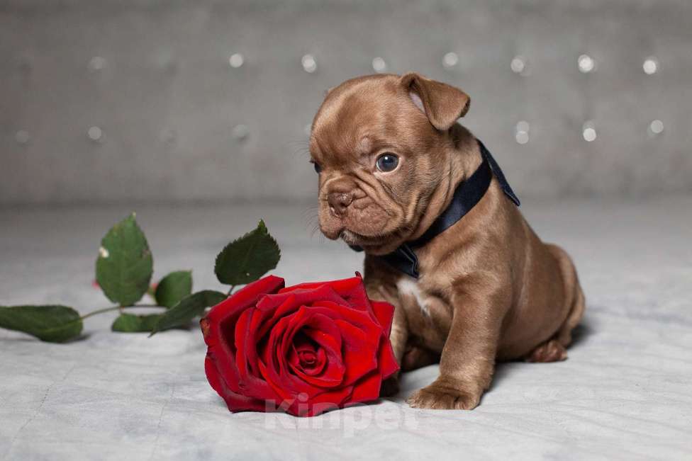 Собаки в Москве: Французский бульдог, щенок Мальчик, 70 000 руб. - фото 2