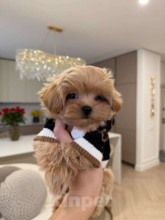 Собаки в Санкт-Петербурге: Мальтипу ,щенок Мальчик, 180 000 руб. - фото 1