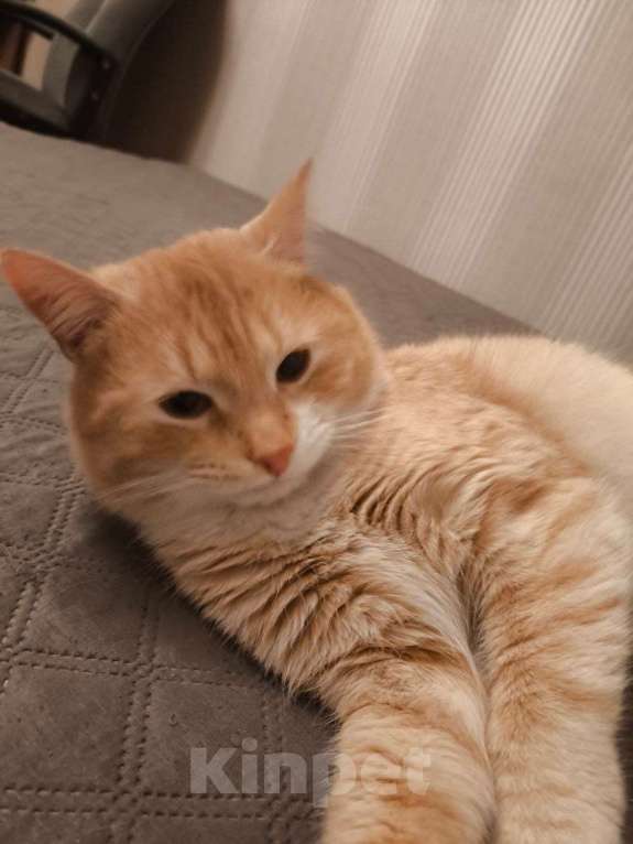 Кошки в Пушкино: Сахарок ищет дом! Мальчик, Бесплатно - фото 10