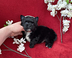 Собаки в Москве: Чёрный йорк мальчик стандарт бэби фейс Мальчик, 80 000 руб. - фото 4