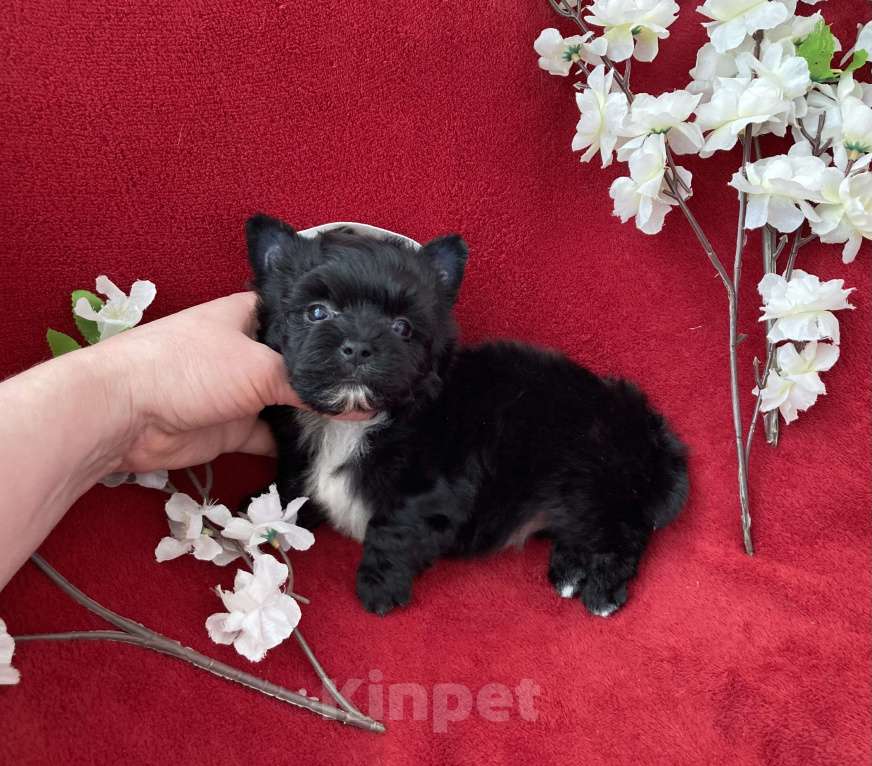 Собаки в Москве: Чёрный йорк мальчик стандарт бэби фейс Мальчик, 80 000 руб. - фото 4