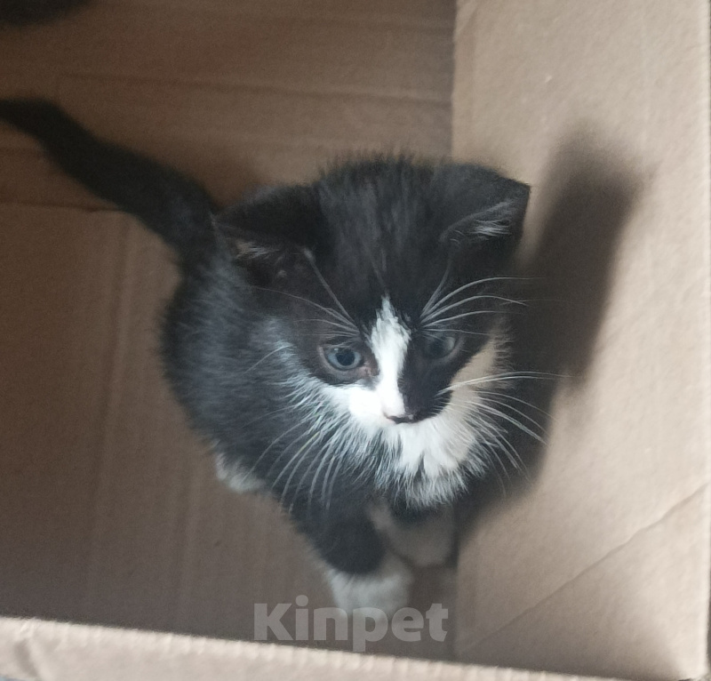 Кошки в Подольске: Котёнок с улицы Лизюкова Мальчик, Бесплатно - фото 1