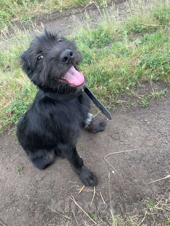 Собаки в Краснодаре: Охотничья помесь ризеншнауцера Девочка, 1 руб. - фото 6