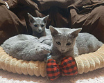 Кошки в Ливны: Котята русские голубые, 43 000 руб. - фото 4