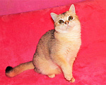 Кошки в Сертолово: Британцы драгоценных окрасов, 5 000 руб. - фото 3