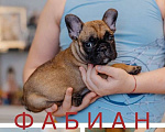Собаки в Москве: Щенки французского бульдога Мальчик, 60 000 руб. - фото 1