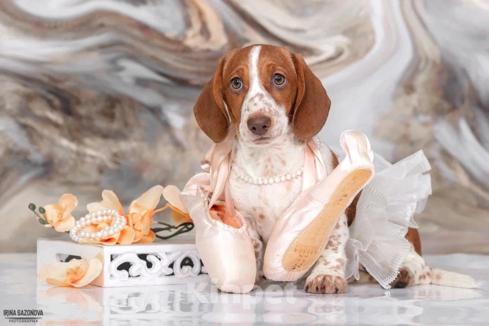Собаки в Москве: Такса эксклюзивного окраса Пайболд  Девочка, 50 000 руб. - фото 10