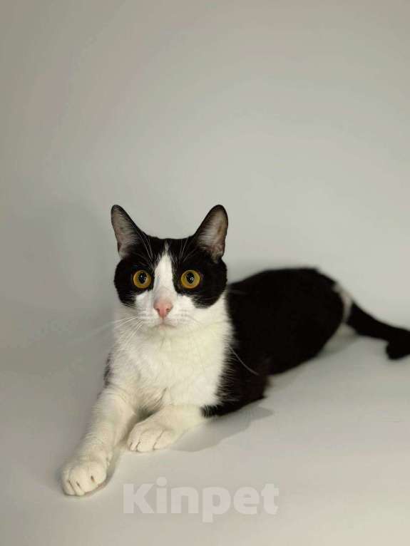 Кошки в Балашихе: Пиксель Мальчик, Бесплатно - фото 2