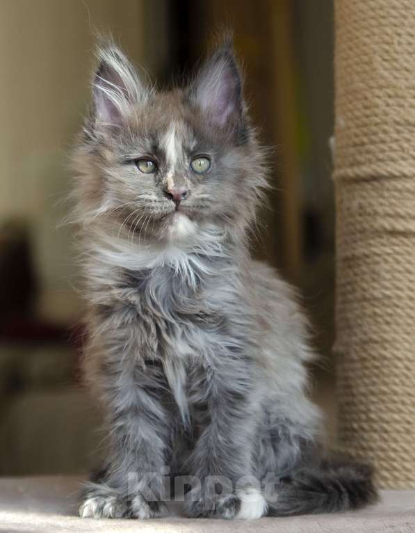 Кошки в Москве: Котята мейн-кун Девочка, 40 000 руб. - фото 1