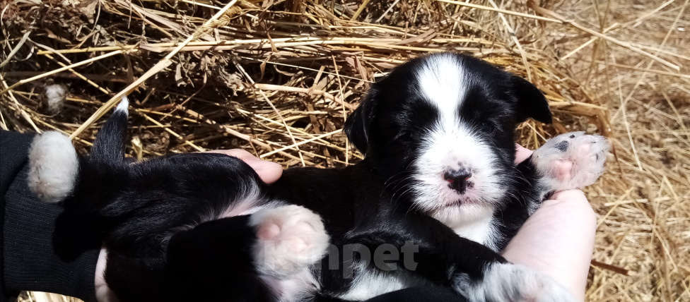 Собаки в Москве: Щенки тибетского терьера  Девочка, 70 000 руб. - фото 5