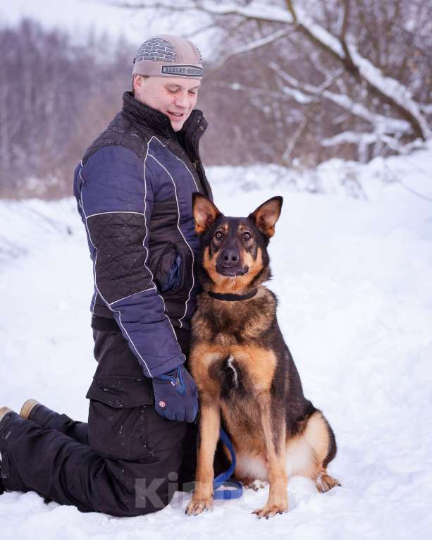 Собаки в Москве: Метис овчарки ищет дом Девочка, Бесплатно - фото 4