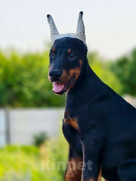 Собаки в Курске: Доберман щенок РКФ Мальчик, 115 000 руб. - фото 3