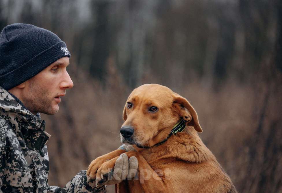Собаки в Москве: Собака из приюта ищет дом Девочка, Бесплатно - фото 9
