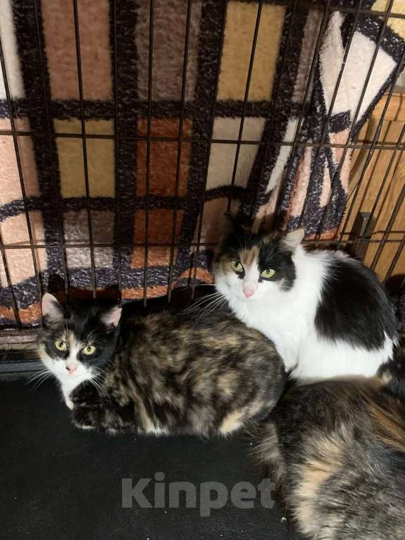 Кошки в Санкт-Петербурге: Опять улица Девочка, Бесплатно - фото 2