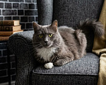 Кошки в Москве: Пушистик - невероятно ласковый серый красавец ищет дом Мальчик, Бесплатно - фото 3