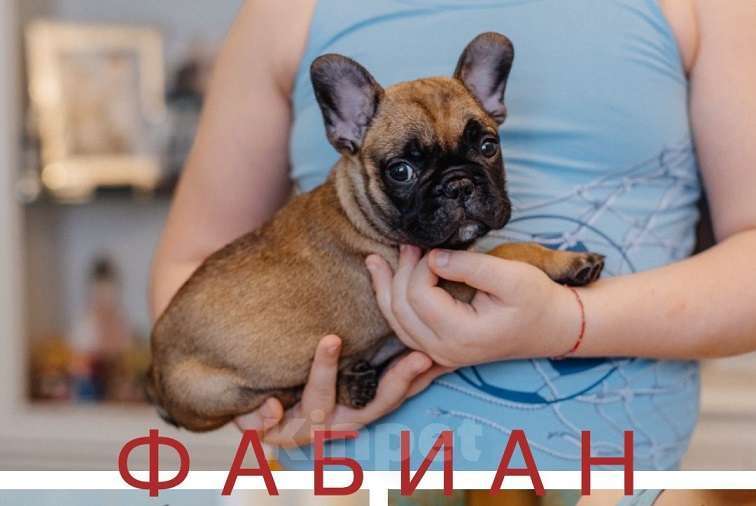 Собаки в Москве: Щенки французского бульдога Мальчик, 60 000 руб. - фото 1
