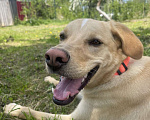 Собаки в Электростали: Помесь лабрадора и гончей  Мальчик, Бесплатно - фото 2