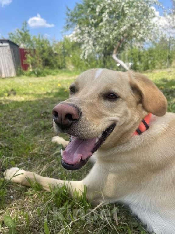 Собаки в Электростали: Помесь лабрадора и гончей  Мальчик, Бесплатно - фото 2