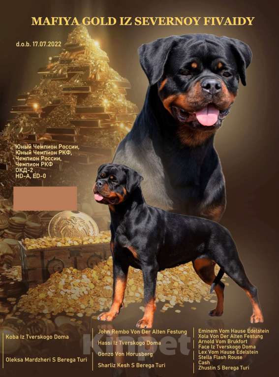 Собаки в других городах Ленинградской области: Питомник "АЛАГРОС" предлагает щенков ротвейлера Девочка, 55 000 руб. - фото 2