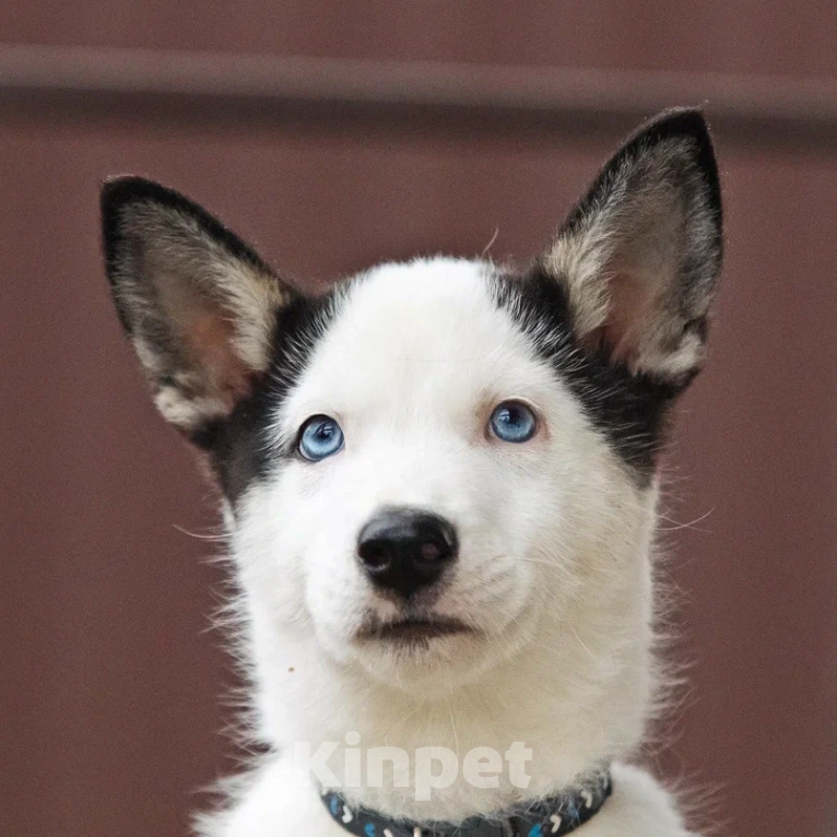 Собаки в Лосином-Петровском: Орфей якутята ппбж Мальчик, Бесплатно - фото 9
