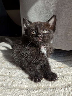 Котенок Маслинка ищет дом