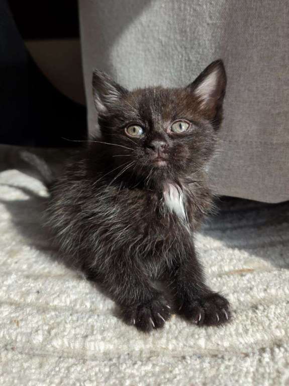 Кошки в Москве: Котенок Маслинка ищет дом Девочка, Бесплатно - фото 1