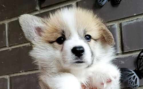 Вельш корги пемброк