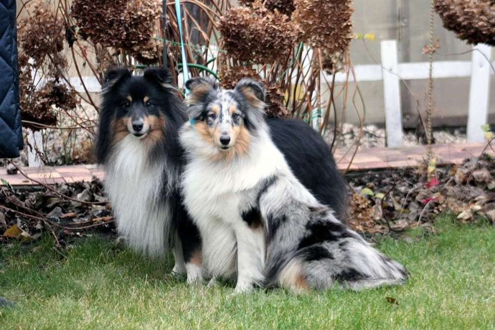 Собаки в Тольятти: Щенки шелти Девочка, 70 000 руб. - фото 2