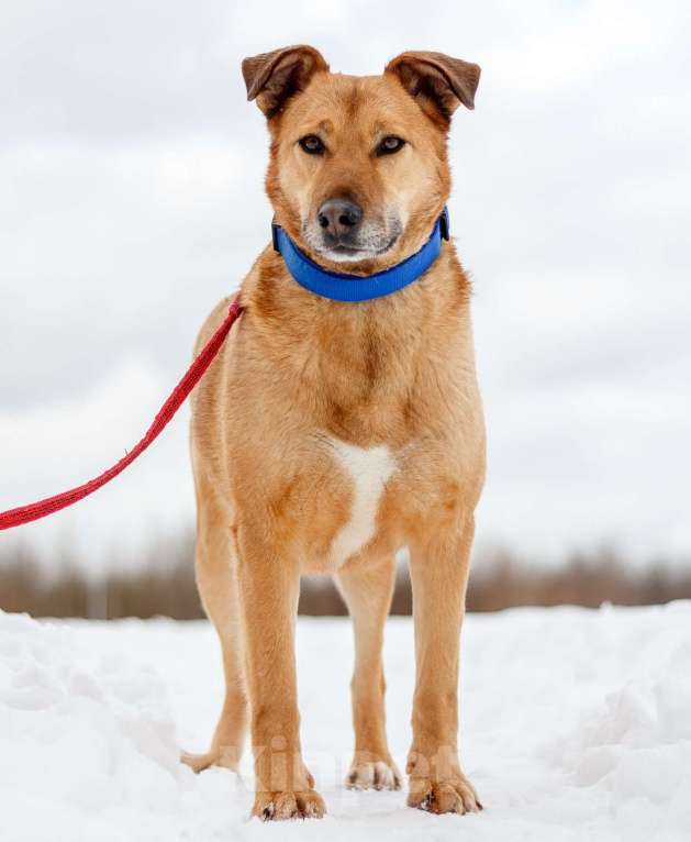 Собаки в Москве: Дик Мальчик, Бесплатно - фото 2