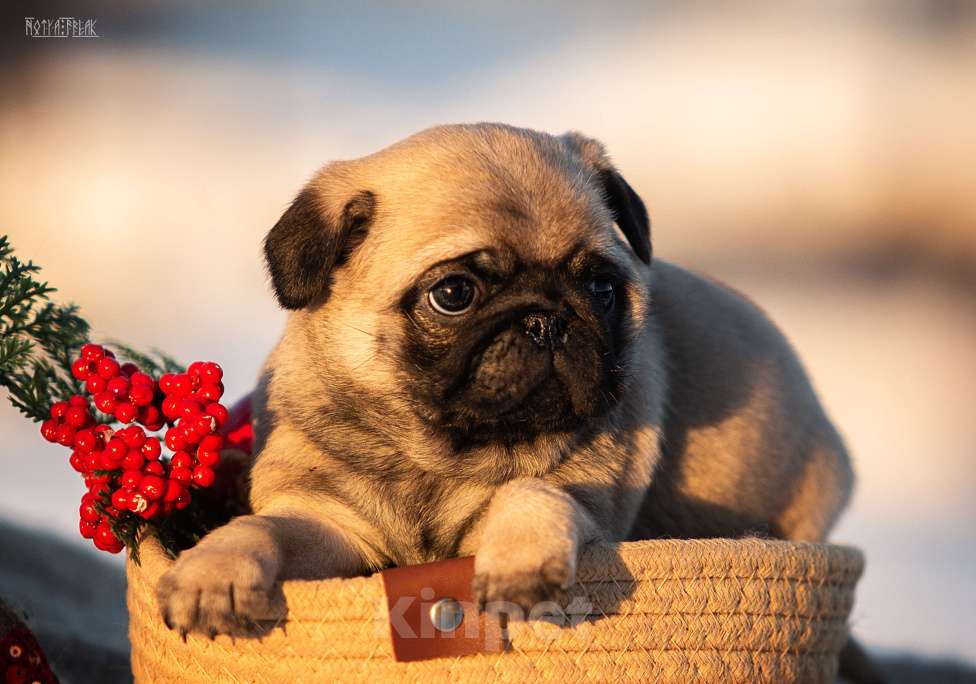 Собаки в других городах Московской области: Щенки мопса Девочка, 70 000 руб. - фото 1