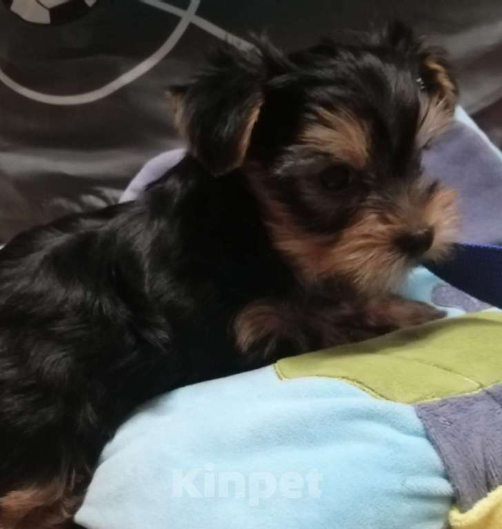 Собаки в Нововоронеже: Медвежонок  Мальчик, 25 000 руб. - фото 3