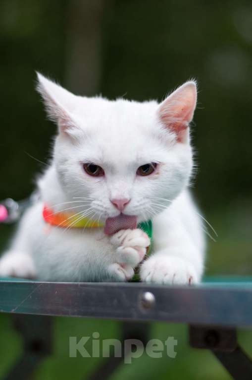 Кошки в Ногинске: Кот Дагестанской родословной ищет постоянную прописку Мальчик, Бесплатно - фото 2