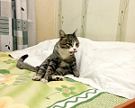 Кошки в Томске: В добрые руки Мальчик, Бесплатно - фото 5