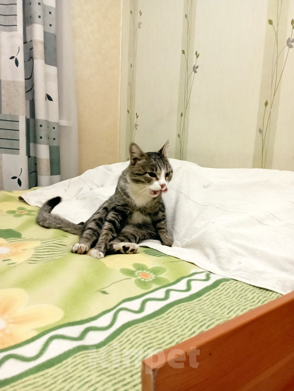 Кошки в Томске: В добрые руки Мальчик, Бесплатно - фото 5