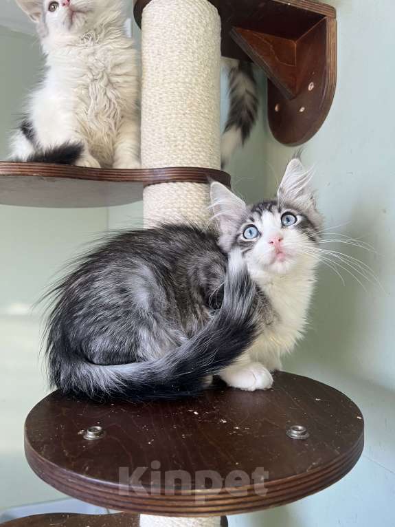 Кошки в Петрозаводске: Кошечка с голубыми глазами Девочка, 30 000 руб. - фото 3