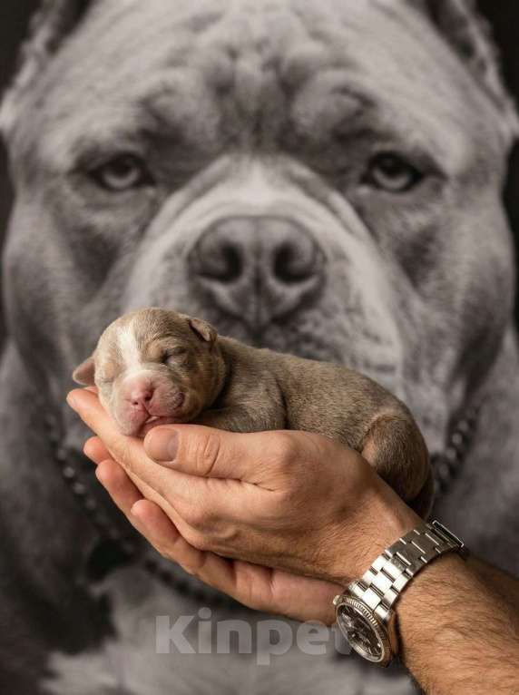 Собаки в Москве: Лиловые Щенки Американского Булли Девочка, 120 000 руб. - фото 1