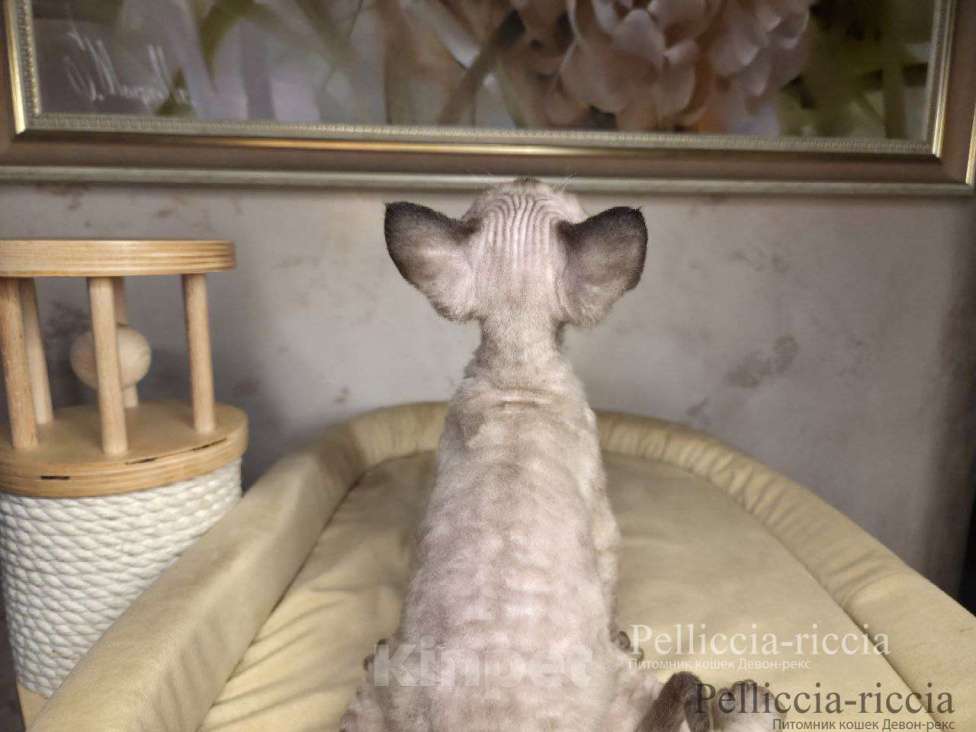 Кошки в Москве: девон-рекс котенок Мальчик, 120 000 руб. - фото 4