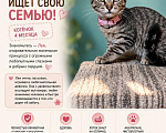 Кошки в Москве: Котенок Лея ищет дом Девочка, Бесплатно - фото 3