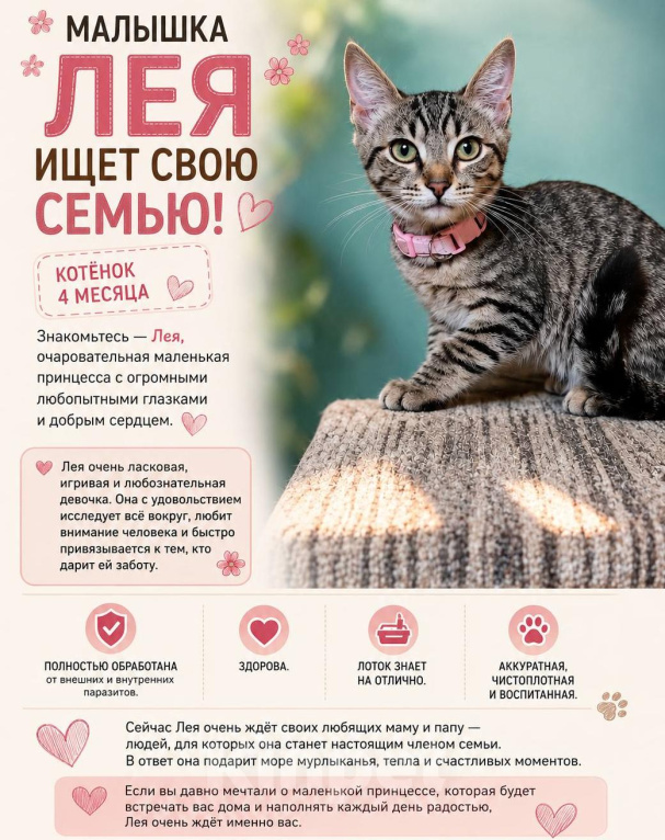 Кошки в Москве: Котенок Лея ищет дом Девочка, Бесплатно - фото 3