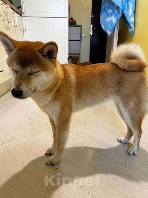 Собаки в Москве: Девочка Сиба-Ину Девочка, 15 000 руб. - фото 6