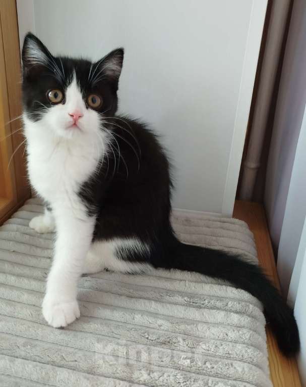 Кошки в Валдае: Шотландский котенок Мальчик, 30 000 руб. - фото 6