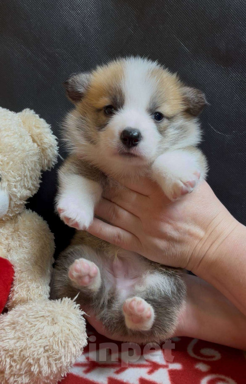 Собаки в других городах Московской области: Вельш корги пемброк щенок  Мальчик, 60 000 руб. - фото 7