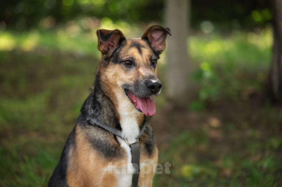 Собаки в Москве: Пес Рио ищет дом Мальчик, Бесплатно - фото 4