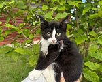 Кошки в Сосновом Бору: Котенок Мальчик, Бесплатно - фото 1