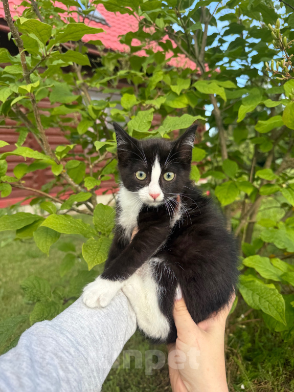 Кошки в Сосновом Бору: Котенок Мальчик, Бесплатно - фото 1